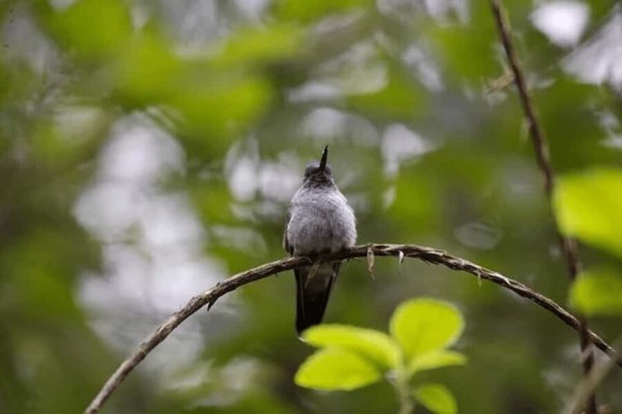 Babonneau/Castries: Rainforest Zip Line, Tram, and Hike Tour - Key points to know before you go
