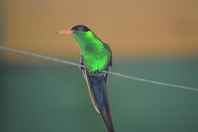 Bird Watching Tour in St Lucia - Key things I’d watch for on this tour