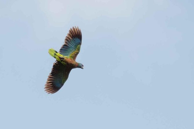 Bird Watching Tour in St Lucia - Cap Estate pickup and an 8:00 am start that actually works
