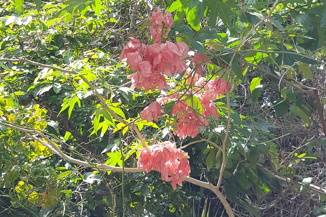 Bird Watching Tour in St Lucia - What birds you might see, and what the guide teaches you