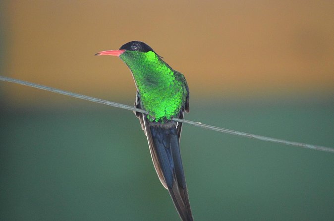 Bird Watching Tour in St Lucia - The equipment rule: plan to bring your own binoculars or phone zoom