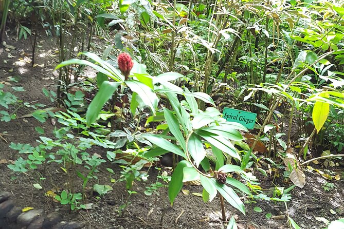 Bird Watching Tour in St Lucia - Beverages, end-of-walk refreshment, and what to do next