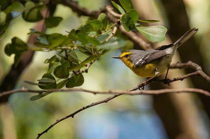 Bird Watching Tour in St Lucia - Price and value: $115 plus the $45 entrance fee