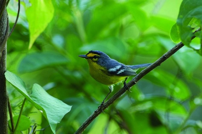 Bird Watching Tour in St Lucia - The 3 hour outdoor hike, with moderate fitness in mind