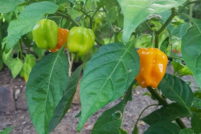Flavors of St Lucia Culinary Experience - How To Get the Most Out of a 3-Hour Cooking Class