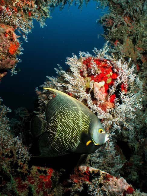 From Castries: St. Lucia Scuba Diving Excursion - Key highlights worth planning around