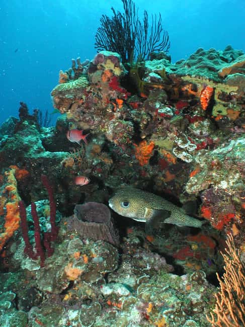 From Castries: St. Lucia Scuba Diving Excursion - From Castries pickups to the west-coast marine reserve