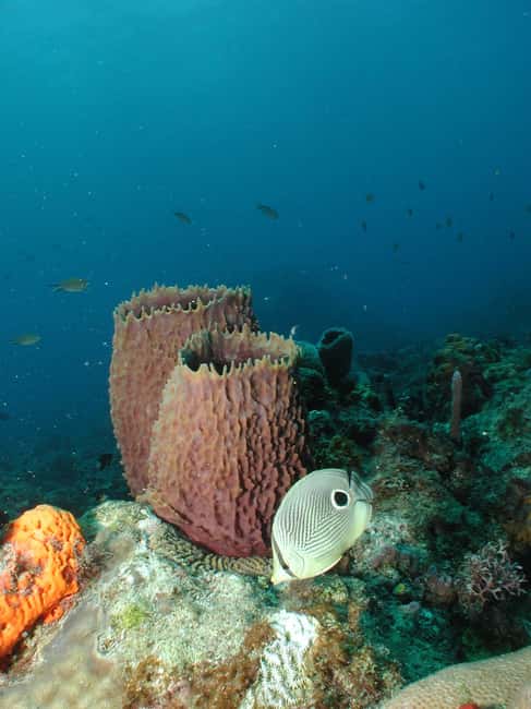 From Castries: St. Lucia Scuba Diving Excursion - Anse Cochon shipwrecks: the most praised part for a reason