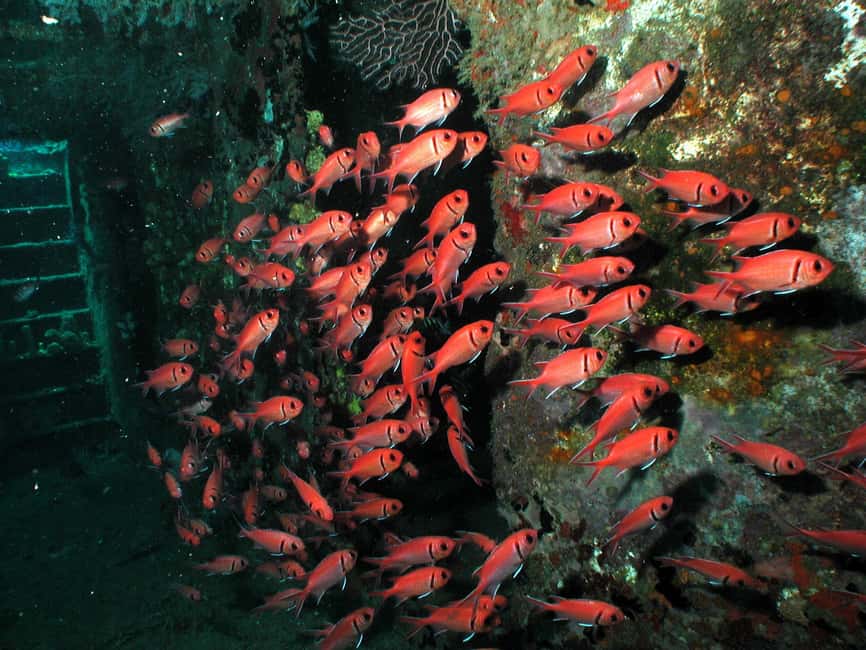 From Castries: St. Lucia Scuba Diving Excursion - Soufriere wall and drift sites for scale and flow