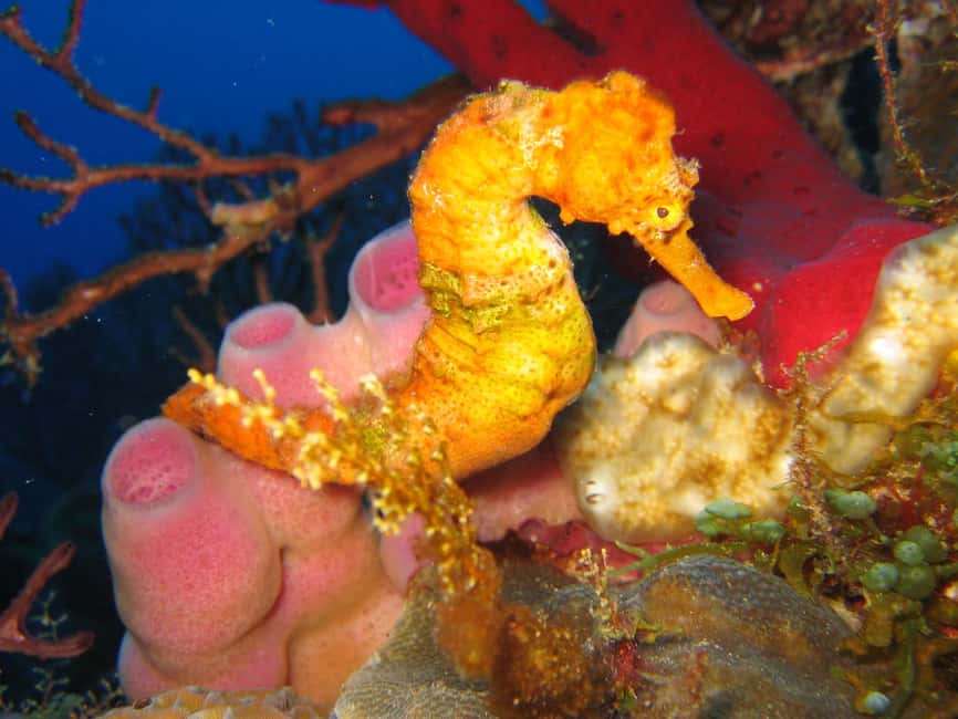 From Castries: St. Lucia Scuba Diving Excursion - Timing and how to prep for a 5-hour underwater schedule