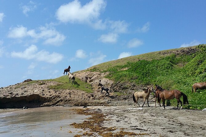 Horseback Riding Adventure Tour in St. Lucia - What You Get For $153.85: Drinks, Snacks, and Hotel Pickup