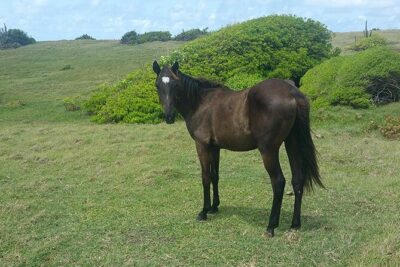 Horseback Riding Adventure Tour in St. Lucia