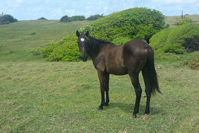 Horseback Riding Adventure Tour in St. Lucia - From Safety Briefing to Your Saddle: How the Tour Starts