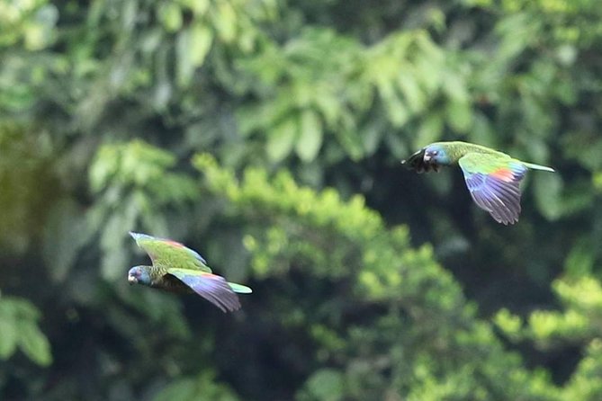 Rain forest and Bird watching - Key things to know before you go
