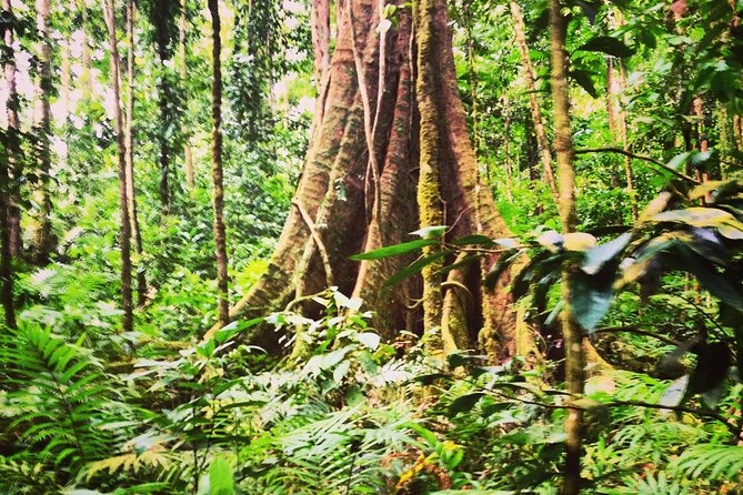 Rain forest and Bird watching - The morning start, pickup, and how to pace 5 hours