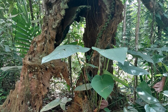 Rain forest and Bird watching - Waterfall time or Marigot Bay swimming: how to choose