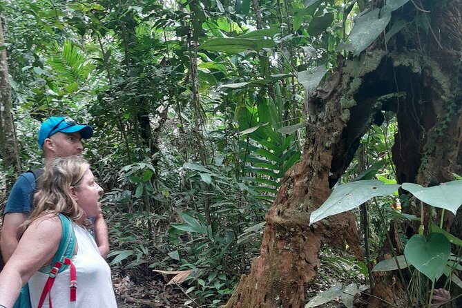 Rain forest and Bird watching - Price and value: is $65 per person a smart deal?