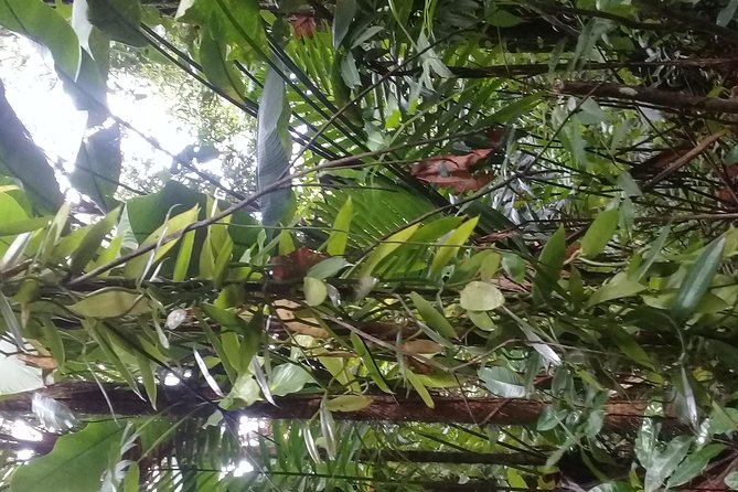 Rain forest and Bird watching - Bird watching in primary rainforest, and how the St. Lucia parrot hunt really works