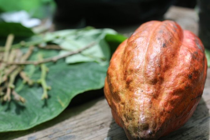 Rum & Chocolate Tasting Tour : Journey into Flavor - Key highlights to watch for