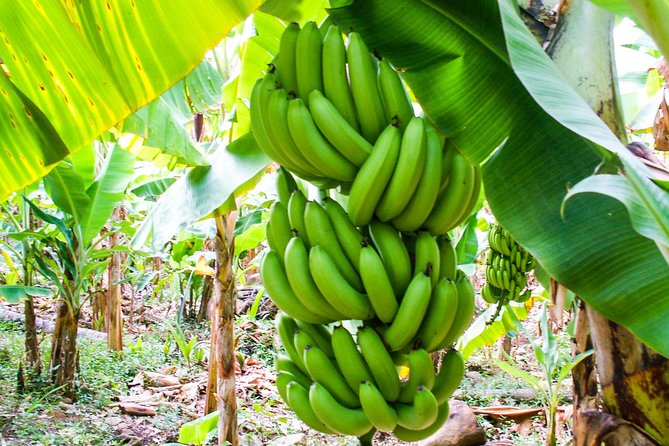 Soufriere Island Delight - Who should book, and who should skip this one