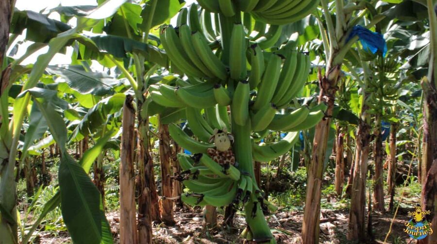 Soufriere Private Day Tour - Roseau Banana Plantation: a calmer stop that adds variety