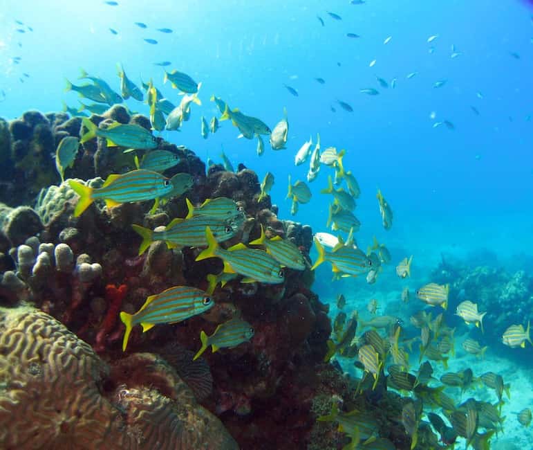 Soufriere Tour & Snorkeling Experience - Should you book this Soufriere Tour & Snorkeling package?