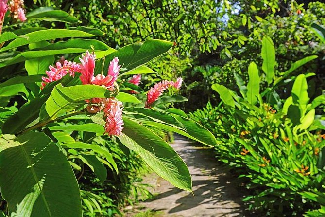 St. Lucia Botanical Gardens and Waterfall Tour Groups only - Key Highlights You Can Expect From This St. Lucia Circuit