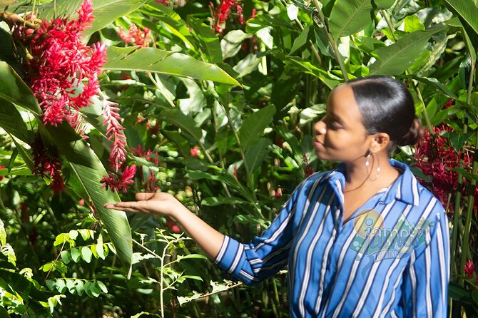 St. Lucia Botanical Gardens and Waterfall Tour Groups only - Private Tour Comfort: Air-Conditioned Transport and a Pace You Can Control