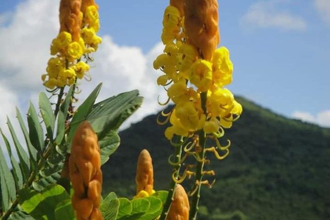 St Lucia Northern Island Tour - Why the North Tour Works Without White-Knuckle Driving