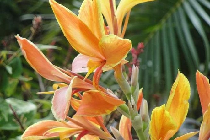 St Lucia Northern Island Tour - Cap Estate Pickup and the Easy Start to the North