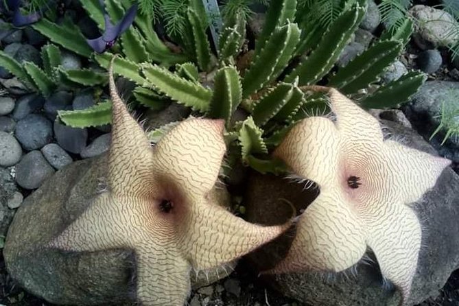 St Lucia Northern Island Tour - Gardens and Mini Forest Walks: Plants, Fruit, and Wildlife Notes You Can Use