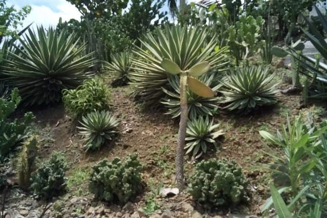 St Lucia Northern Island Tour - Lucians Country House: The Short Hike With Views That Justifies the Shoes
