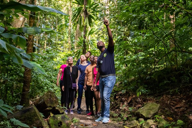 St Lucia Ultimate 3: Aerial Tram, Zipline and Hiking at Rainforest Adventures - Price and Value: What You’re Really Paying $115 For