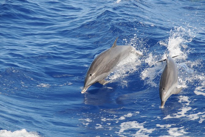 Whale Watching and Dolphin Spotting Cruise - Getting to the boat: North Island pickup, timing, and what to bring