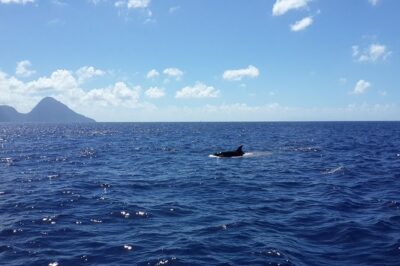 Whale Watching and Dolphin Spotting Cruise