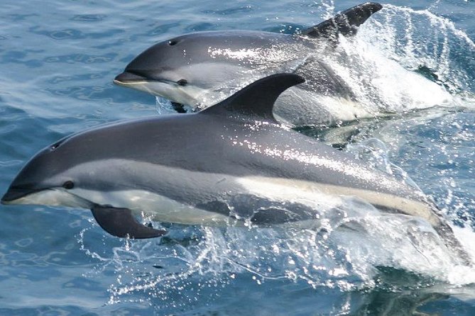 Whale Watching and Dolphin Spotting Cruise - A 3-hour cruise along St Lucia’s north coast: How the day unfolds