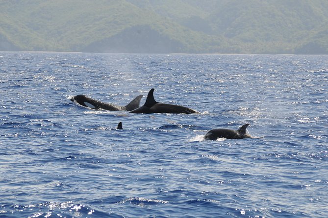 Whale Watching and Dolphin Spotting Cruise - The wildlife you might see: dolphins up close, whales as the grand bonus