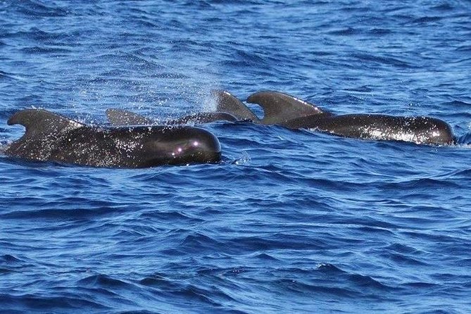 Whale Watching and Dolphin Spotting Cruise - How the crew works the water: calm handling and practical search skills