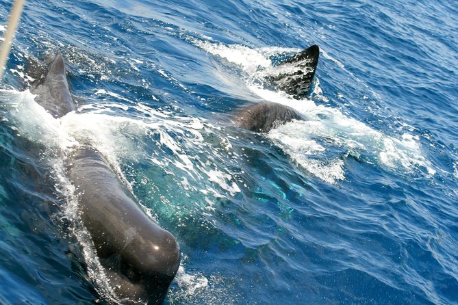 Whale Watching and Dolphin Spotting Cruise - Drinks, shade, and small comfort issues on board