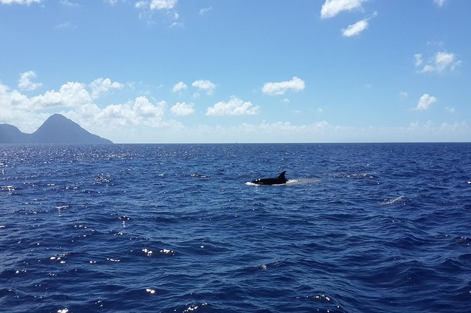 Whale Watching and Dolphin Spotting Cruise - Price and value: Is $88 per person worth it?